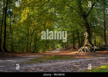 Il vecchio albero solitario in un colorato bosco di latifoglie in corrispondenza della giunzione di una strada sterrata con struttura ad albero di avvolgimento radici nella bella luce di autunno Foto Stock