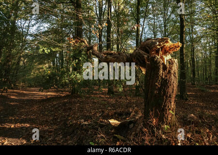 Un vecchio albero tronco spezzato e schiacciato da un autunno tempesta, è illuminata con luce solare che colpisce nel mezzo di una grande foresta di autunno. Caduto albero tronco alon Foto Stock