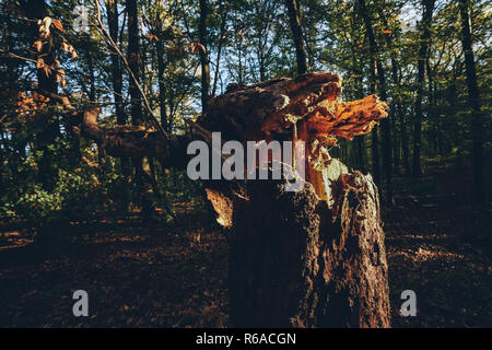 Un vecchio albero tronco spezzato e schiacciato da un autunno tempesta, è illuminata con luce solare che colpisce nel mezzo di una grande foresta di autunno. Caduto albero tronco alon Foto Stock