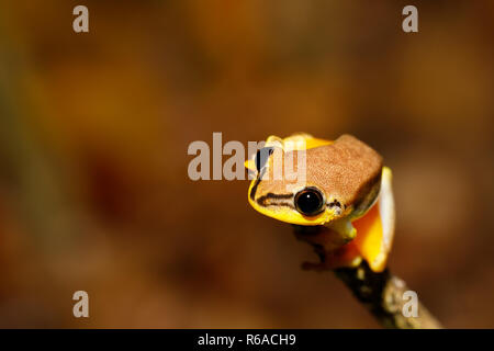 Bel giallo raganella, madagascar Foto Stock