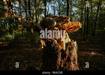 Un vecchio albero tronco spezzato e schiacciato da un autunno tempesta, è illuminata con luce solare che colpisce nel mezzo di una grande foresta di autunno. Caduto albero tronco alon Foto Stock