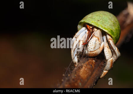 Il Granchio eremita con verde Shell lumaca Madagascar Foto Stock