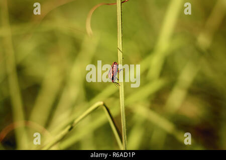 Rosso e nero bug striato appeso su erba alta Foto Stock