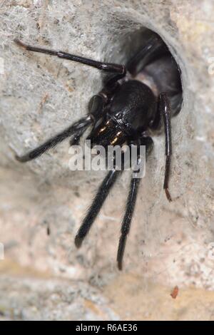 Verde-fanged tubo spider web (Segestria florentina) femmina in ingresso alla sua foderato di seta ritirata in una vecchia casa parete, vicino a Wells, Somerset, Regno Unito Foto Stock