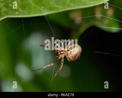 Settore mancante, orb-weaver (Zygiella x-notata) filatura suo web su una coperta di edera recinzione di notte, Wiltshire, Regno Unito, Settembre. Foto Stock