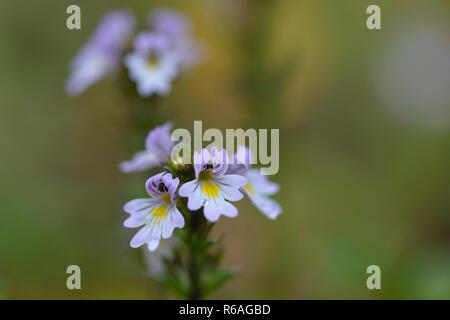 Nordic eyebright in Svezia Foto Stock