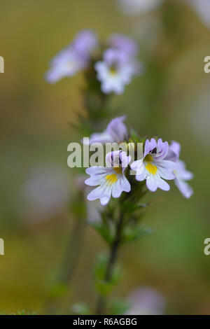 Nordic eyebright in Svezia Foto Stock