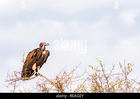 Vulture scavenger poste nella parte superiore di un'acacia nel parco del Masai Mara nel nord ovest del Kenya Foto Stock