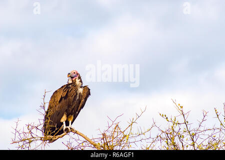 Vulture scavenger poste nella parte superiore di un'acacia nel parco del Masai Mara nel nord ovest del Kenya Foto Stock