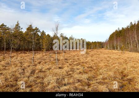 Paludi in Finlandia Foto Stock