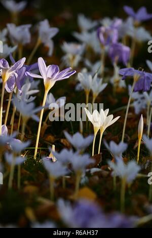 Fiori in breeze Foto Stock