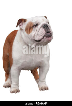 Bulldog inglese close-up rosso bianco nel rack di fronte a uno sfondo bianco Foto Stock