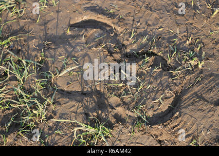 Stampa a ferro di cavallo nel fango. Footprint del cavallo sul terreno. Wales UK Foto Stock