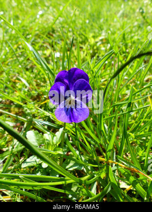 Viola Mammola, Viola Odorata Foto Stock