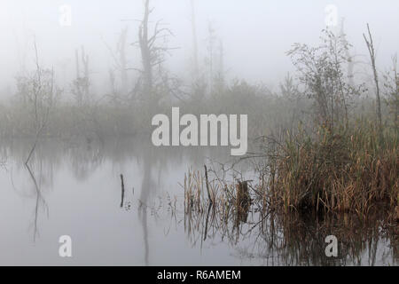 In Moor Foto Stock