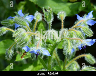 Comune, borragine borragine Officinalis, con sfondo scuro Foto Stock