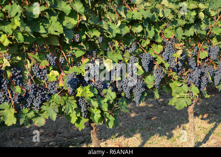 Mature blu uva appeso in vigna in un vigneto Foto Stock