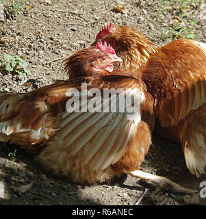 Due galline marrone Godetevi il sole, polli all'aperto Foto Stock
