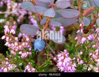 Alcuni mirtilli ancora appeso autunnali piante colorate, Huckleberries e fioritura Heather Foto Stock