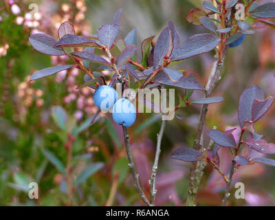 Alcuni mirtilli ancora appeso autunnali piante colorate, Huckleberries e fioritura Heather Foto Stock