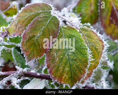 Frosty Rovo foglie Foto Stock