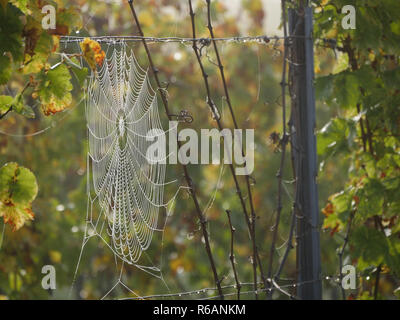 Grande ragnatela appeso tra i vigneti Foto Stock