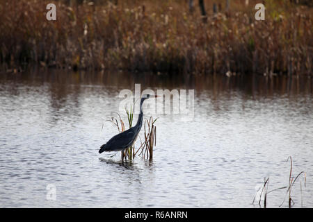 Airone cenerino, Schwenninger Moss, Villingen-Schwenningen, rinaturazione e origine del fiume Neckar Germania Foto Stock