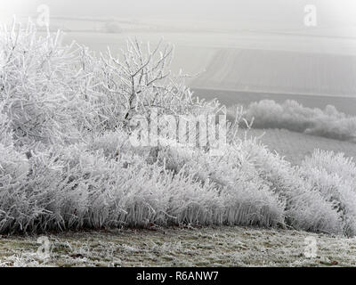 Paesaggio invernale In Rhinehesse Foto Stock