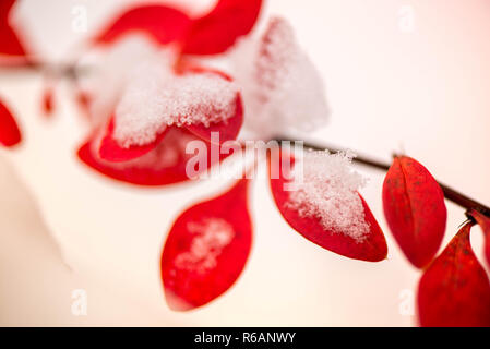 In attesa dell'inverno. Prima neve nel mezzo dell'autunno. Macro shot di bianco della neve sulla sommità di vivaci autunno rosso foglie e bacche di Crespino bush Foto Stock