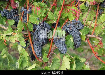 Mature blu uva appeso in vigna in un vigneto, zona vitivinicola Rhinehesse, Renania-Palatinato Foto Stock