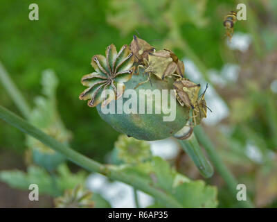 Green Stink bug su un verde di capsule di papavero e uno battenti Hoverfly Foto Stock