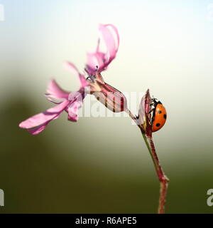 Sette spotted Ladybird appoggiata su un fiore rosa Foto Stock