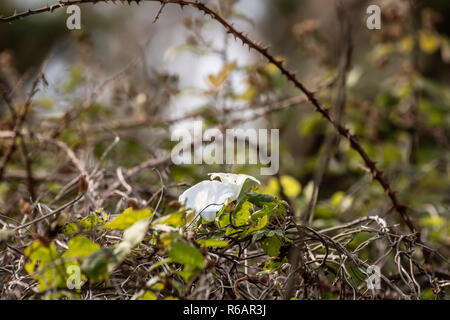 Centinodia fiori in blackberry bush vicino al mare. Foto Stock