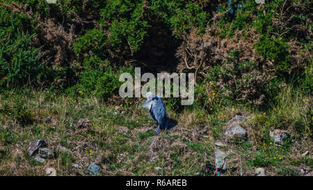 Airone cenerino dormire sulla ripida collina con ginestre cespugli dietro Foto Stock