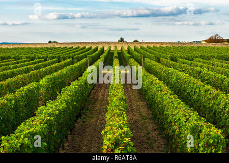 Bellissimo vigneto di Bordeaux, Francia in giornata soleggiata. destinazione di viaggio Foto Stock