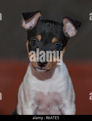 Ritratto colpo alla testa di sei settimane vecchio toy fox terrier cucciolo femmina su una ruggine e grigio sfondo sfocato Foto Stock