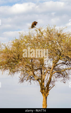 Vulture scavenger poste nella parte superiore di un'acacia nel parco del Masai Mara nel nord ovest del Kenya Foto Stock