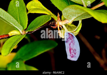 Caprifoglio Foto Stock