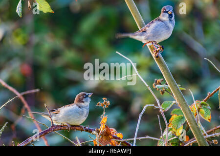 Casa passero, Passer domesticus, arroccato nella boccola Foto Stock