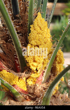 Clos fino di emergenti fiori gialli di un .cycad recurvata, noto anche come il giapponese Sago Palm. Foto Stock