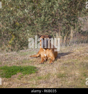 Bullmastiff cane sdraiato in un campo guardando la fotocamera. Immagine di stock Foto Stock