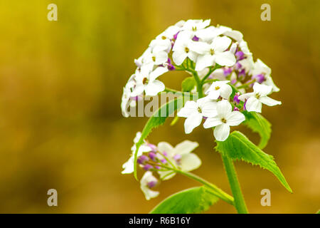 Hesperis Matronalis, violetto di Damasco Foto Stock