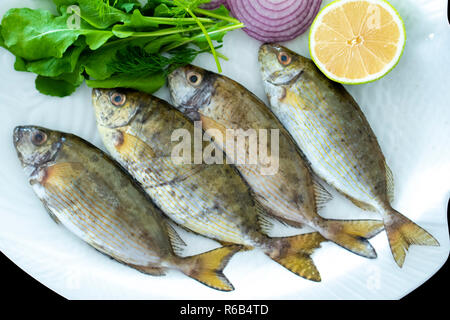 Fresca spinefoot maculato Pesce con razzi lascia servita su piastra bianca con sfondo nero Foto Stock