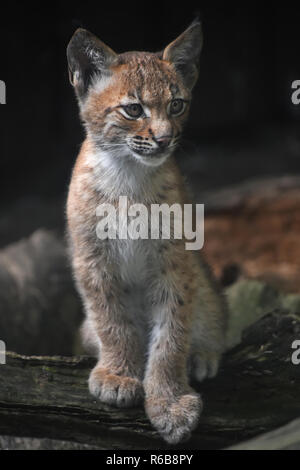 Close up ritratto della lince euroasiatica gattino Foto Stock