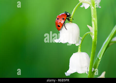 Coccinella insetto siede su un fiore di un giglio della valle Foto Stock