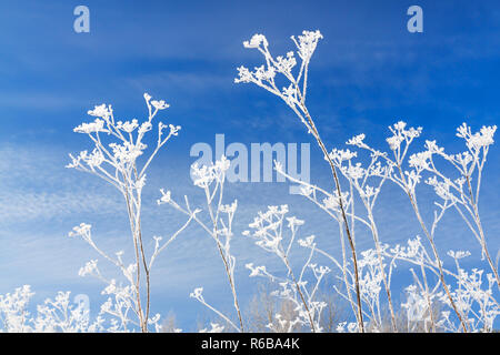 Abstract fiori nel ghiaccio sul cielo azzurro sfondo. rami secchi di piante sono coperte di neve in inverno. Foto Stock