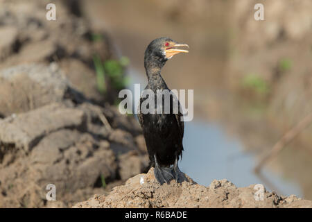Long-tailed cormorano (Microcarbo africanus) Foto Stock