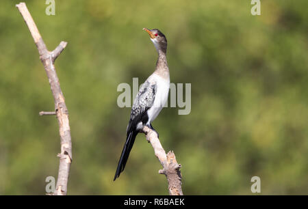 Long-tailed cormorano (Microcarbo africanus) Foto Stock