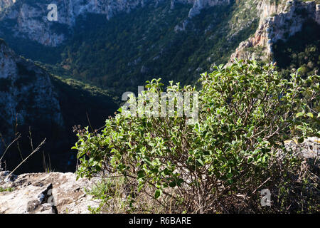 Il paesaggio del canyon di Laterza,nel territorio pugliese. Foto Stock