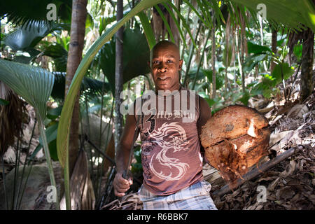 Vallee de Mai Riserva Naturale, casa di Coco de Mer , Praslin, Seicelle Foto Stock